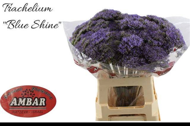 <h4>TRACH BLUE SHINE</h4>