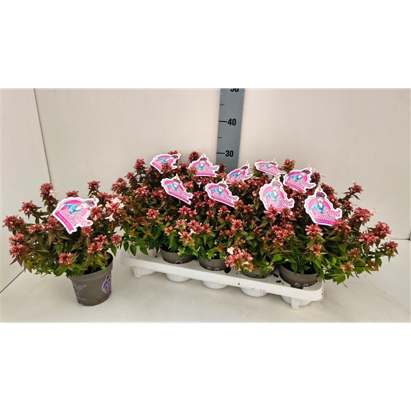 <h4>Abelia Little Lady 11T</h4>