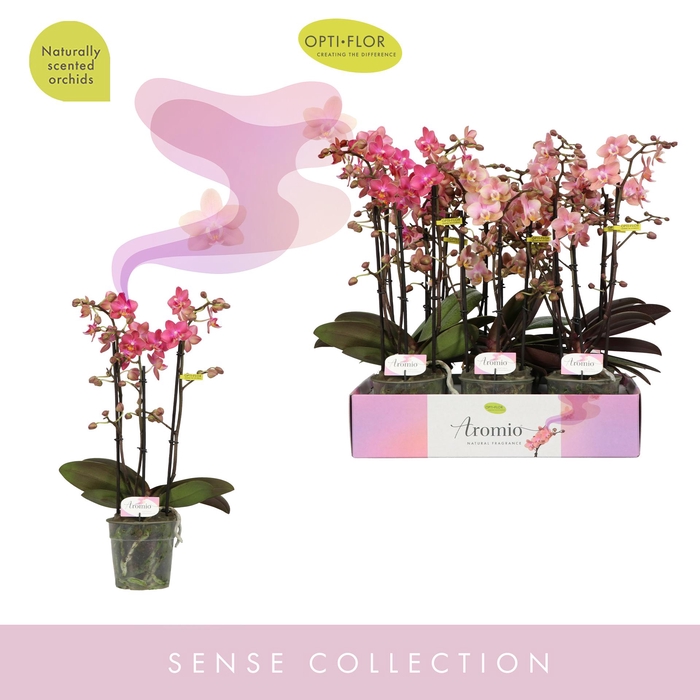 <h4>Aromio Mix 3 spike</h4>