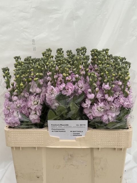 <h4>MATTH MATHILDA PINK</h4>