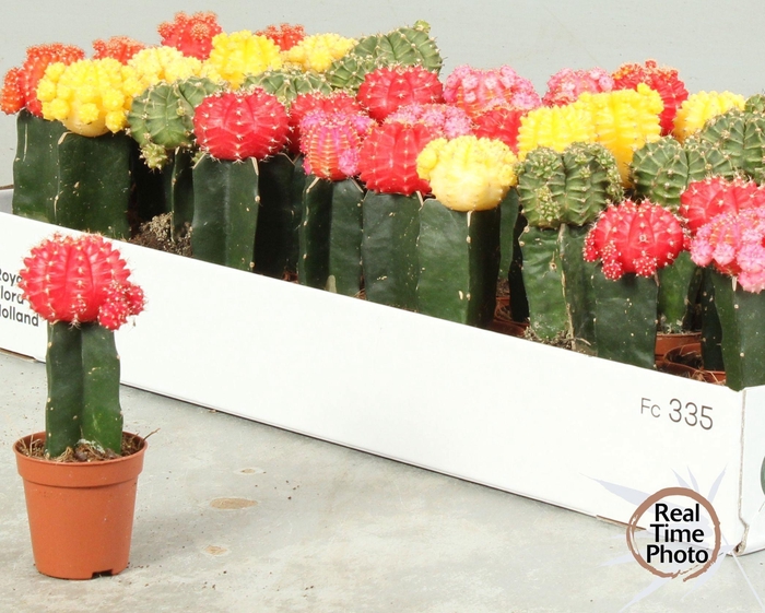 <h4>GYMNO JAPAN GEM</h4>