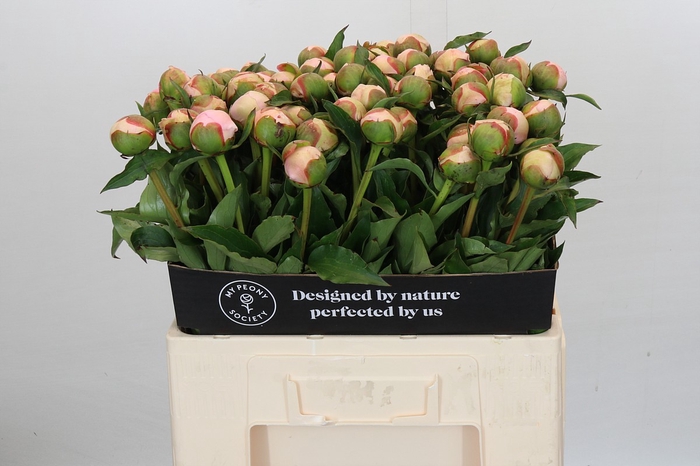 <h4>Paeonia Noemi Demay</h4>