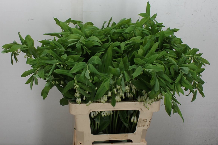 <h4>Polygonatum Multiflo</h4>