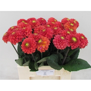 Dahlia Ball Orange Fox