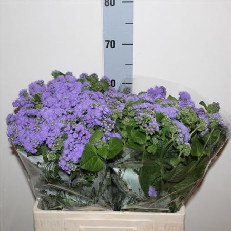 <h4>Ager H Blue Horizon</h4>