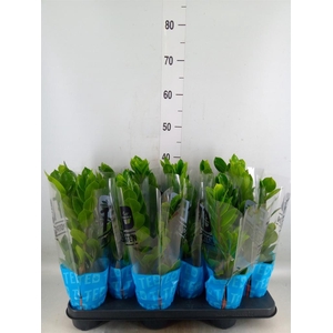 Zamioculcas zamiifolia