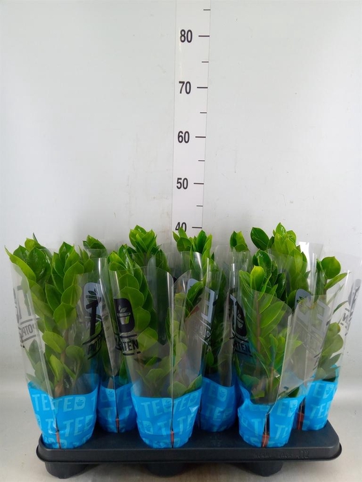 <h4>Zamioculcas zamiifolia</h4>