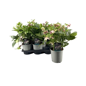 Helleborus ViV Eloisa