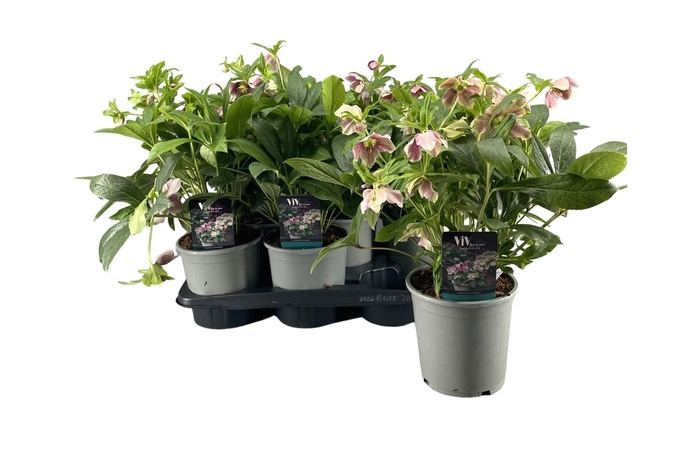 <h4>Helleborus ViV Eloisa</h4>