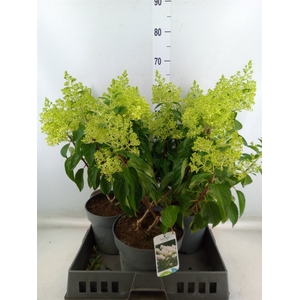 Hydrangea pan.
