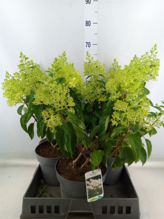 <h4>Hydrangea pan.</h4>