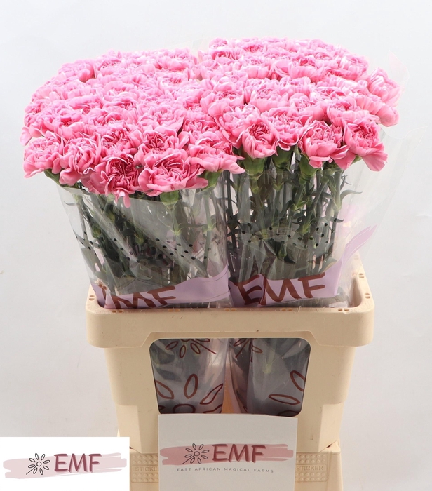 <h4>DI ST MONTEZUMA</h4>