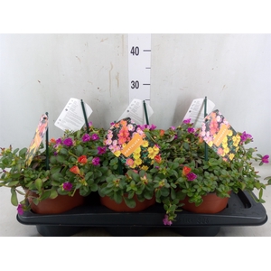 Portulaca   ...mix in pot