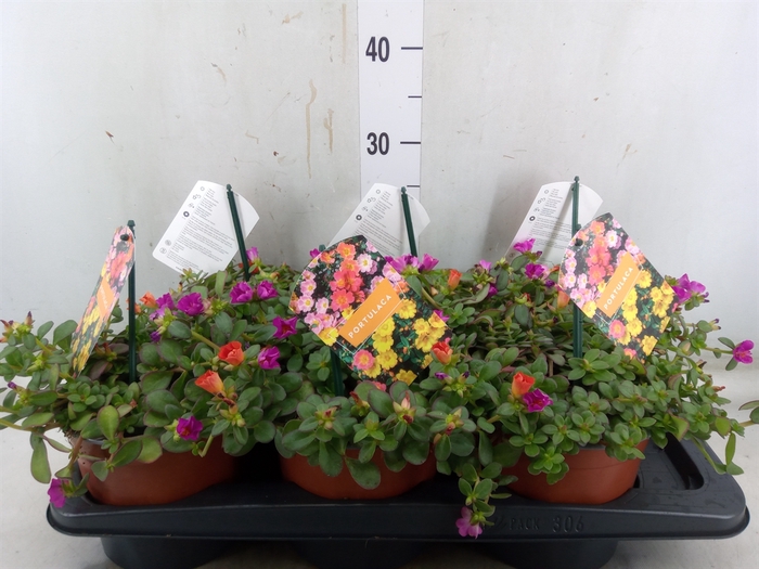 <h4>Portulaca   ...mix in pot</h4>