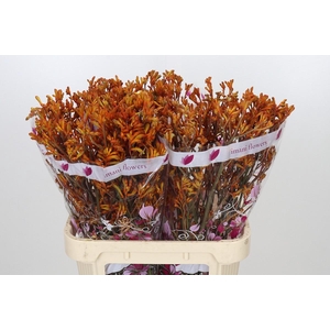 Anigozanthos Orange