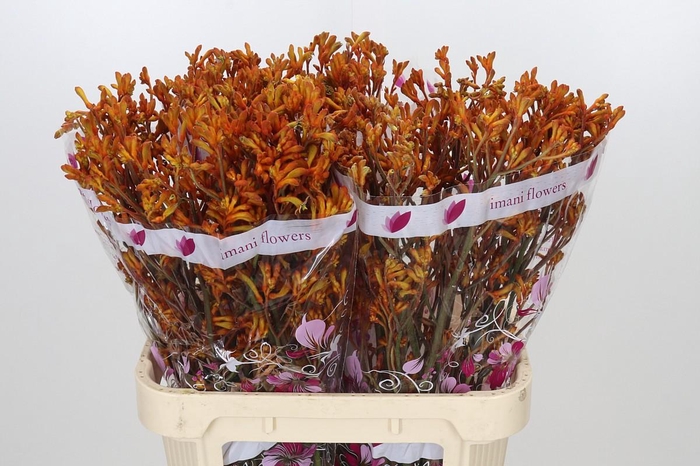<h4>Anigozanthos Orange</h4>