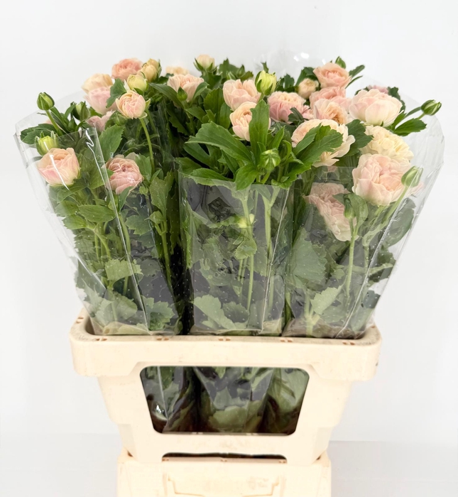 <h4>Ran Magical Mascarpone</h4>