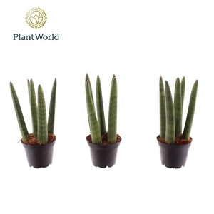 Sansevieria cylindrica overig Spaghetti