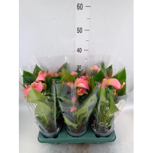 Anthurium andr. 'Joli'