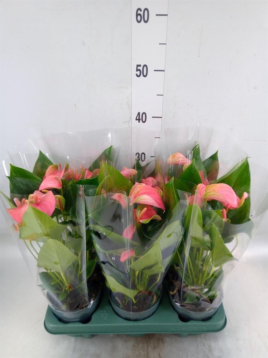 <h4>Anthurium andr. 'Joli'</h4>