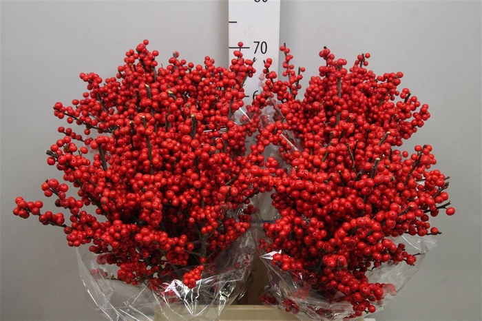 <h4>Ilex Ve Rode Bes</h4>