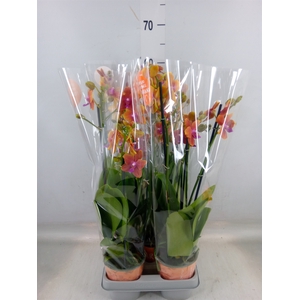 Phalaenopsis multi. 'Ant Bolgheri'