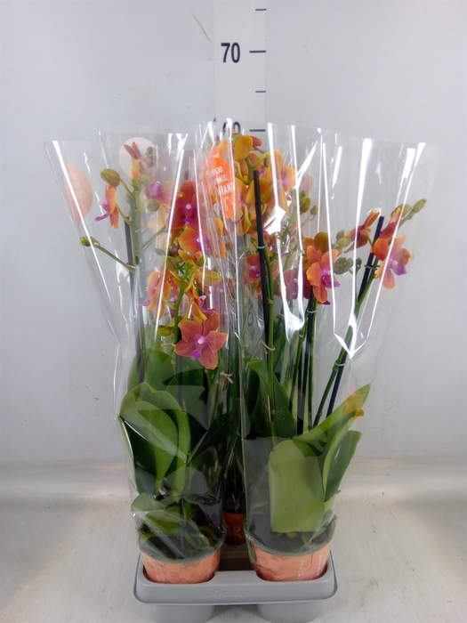 <h4>Phalaenopsis multi. 'Ant Bolgheri'</h4>