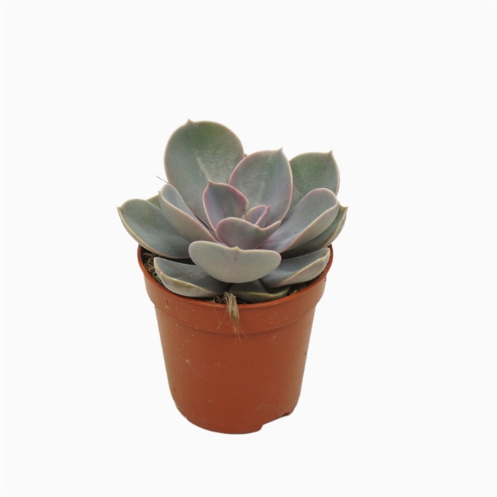 <h4>Echeveria  'Perle von Nurnberg'</h4>