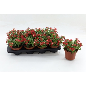Catharanthus Soiree Red