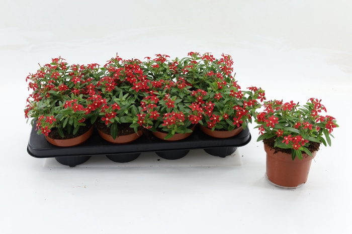 <h4>Catharanthus Soiree Red</h4>