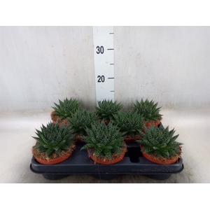 Aloe  'Zambezi'