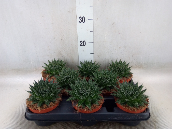 <h4>Aloe  'Zambezi'</h4>
