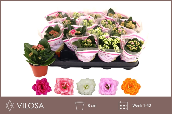 <h4>KAL GE GEM 5 KL</h4>