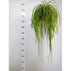 Lepismium bolivianum