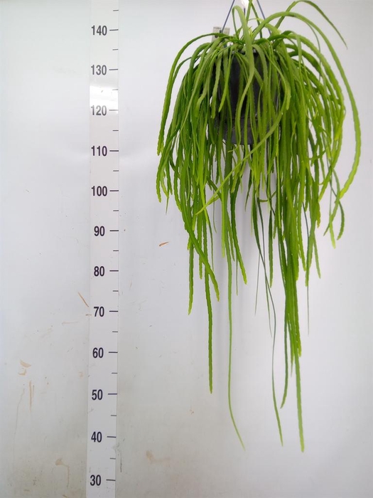 <h4>Lepismium bolivianum</h4>