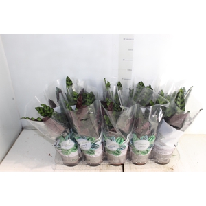 CALATHEA INSIGNIS P12