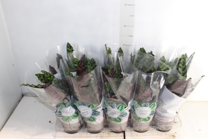 <h4>CALATHEA INSIGNIS P12</h4>
