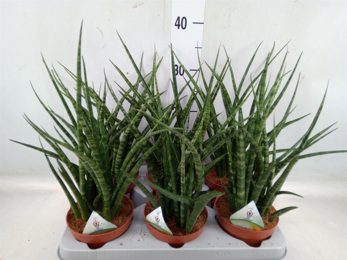 <h4>Sansevieria   ...</h4>