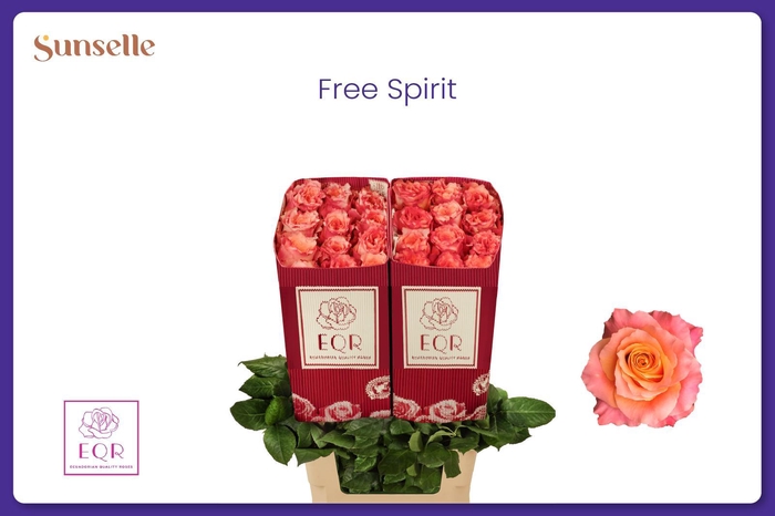 <h4>R GR FREE SPIRIT</h4>