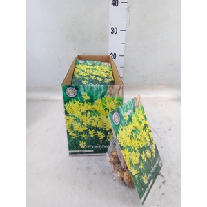 Flowerbulbs, corns or tubers   ...