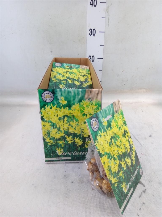 <h4>Flowerbulbs, corns or tubers   ...</h4>