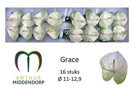 <h4>Anth A Grace</h4>