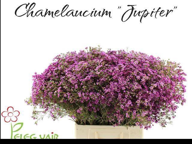 <h4>Chame Un Jupiter</h4>