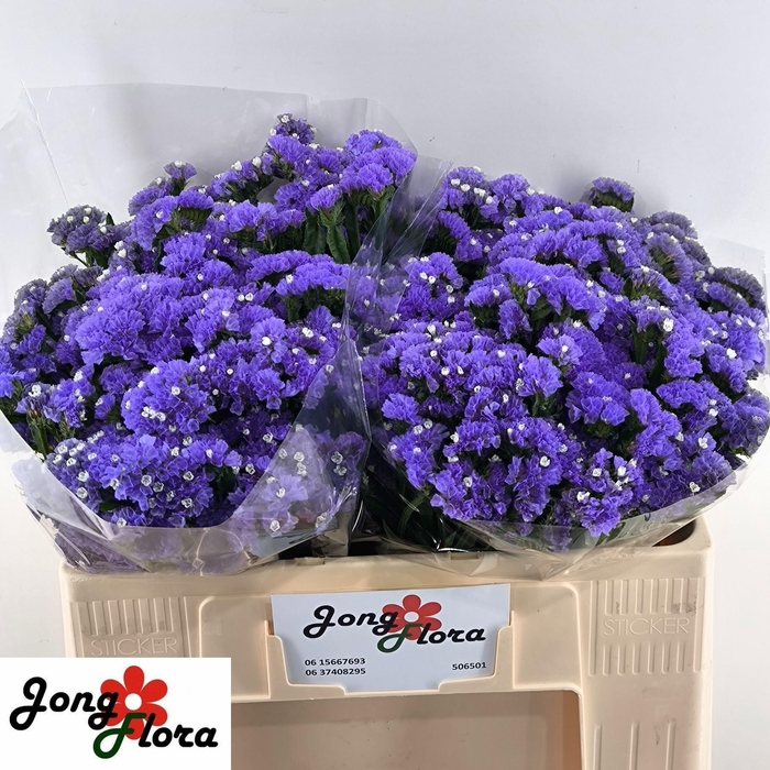 <h4>LIM S LEVIS WINGS</h4>