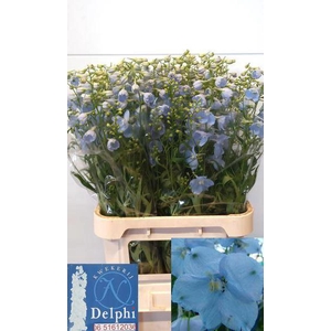 Delph Ballkleid West Kwekerij Delphi