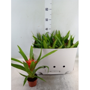 Guzmania  'Glow'