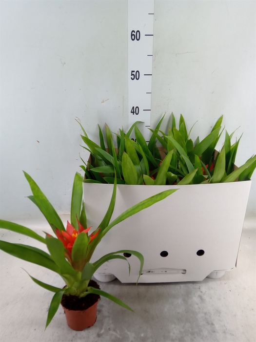 <h4>Guzmania  'Glow'</h4>