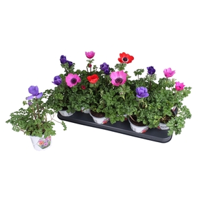 Anemone cor. 'Harmony'   ..mix