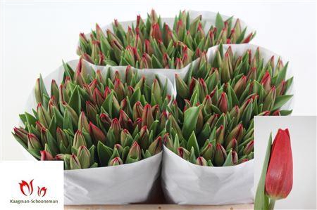 <h4>TU EN STRONG FIRE</h4>