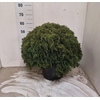 arr8 Thuja O Danica